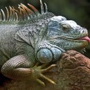 이구아나 이미지