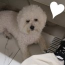 제플린살롱