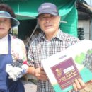 에덴포도농원