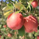 명지농원 이미지