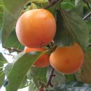 지지농장 이미지