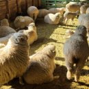 양수목장 이미지