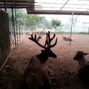 홍성목장 이미지