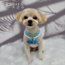 요요펫살롱 이미지