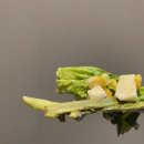 금수농장 이미지