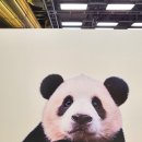 다복스위트홈 | 푸바오 팝업스토어 첫날 오후 방문 &amp; 굿즈 쇼핑 후기(feat.사전예약대기줄위치, 푸린세스·바오패밀리...