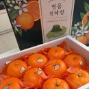 삼구스티카 | [내돈내산] 제철이라 더 맛있는 허니삼구 제주 프리미엄 천혜향!