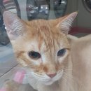 이쁘냥 고양이미용실 서대문점 이미지