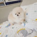 창원강아지분양 헬스독 애견입양 말티푸들포메라니안미니비숑 이미지