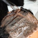 우아한 | 대치역 미용실 에코쟈뎅 대치테라스점 새치염색 우아한 스타일링 후기