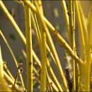 조성원예산지유통센터 | 마치 겨울이 실수로 한 줄을 형광펜으로 긋고 간 것처럼