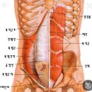 척추기립근과 복직근 ㅡ 리액션 회전이냐 ? 힘을 써서 중체와 상체의 회전력을 만들어내느냐 ? 이미지