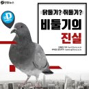 비둘기 이미지