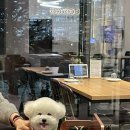 현대애견 이미지