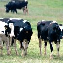 고정축산 이미지