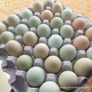 리안이네농장 이미지