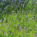 푸른숲계곡산방 이미지