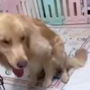 멍이와 냥이 이미지