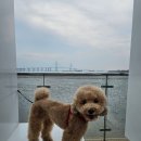 내친구동물병원 | 주간일기::카츠오모이배곧,송도롱비치파크,코스트코,내친구동물병원,강아지일상