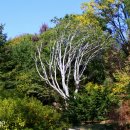 창경궁 백송 (昌慶宮白松) [Pinus bungeana Zuccarini] 이미지