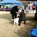 써니도그 이미지