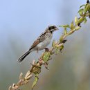 새만금의 쇠검은머리쑥새2(Ochre-rumped Bunting) 이미지