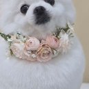 욜랑욜랑 이미지