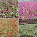 천일홍축제 이미지