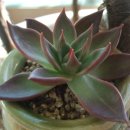 글레이트 이미지