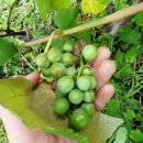 제주시간여행 휴양펜션 이미지