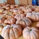 호박이넝쿨째 이미지