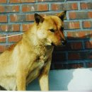 진도개영농조합 이미지