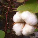 목면시배유지 이미지