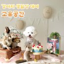 고유지 | 강아지 생일파티 소품대여 고유공간 후기 가격 및 컨셉 소개