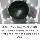 고창 (오리지날)수박 5.6.7.8.9.10kg판매=＞배송비 없음 이미지