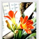 어느봄날 이미지