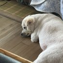 푸드르르 이미지