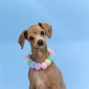 애견미용 견출지 노원점 이미지