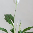 양지로7C 네이버블로그