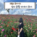 feat. 내돈내산 인디고 트래블 투어 (사계채의언덕, 흰수염폭포, 청의 호수, 팜도미타, 패치워크의 길)