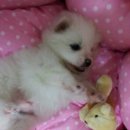 기묭