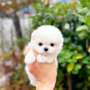 봄날의 강아지 이미지