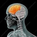 전두엽 기능 및 손상 (뇌, 폭력, 충동, ADHD) 이미지