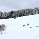 하늘목장 이미지