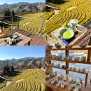 부산여자대학교 한국차박물관 | 보성 아이랑 여행 초록잎이 펼치는 세상 티하우스, 한국차박물관, 율포해수욕장