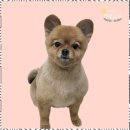 우리집 멍뭉 이미지