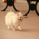 애견운동공원 이미지