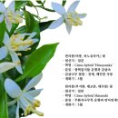바당바다