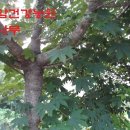엄나무보쌈 이미지