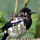 까치 이미지